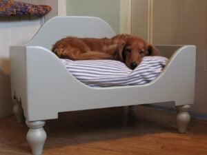 Interior-Painting-Safety-Tips-for-Dogs